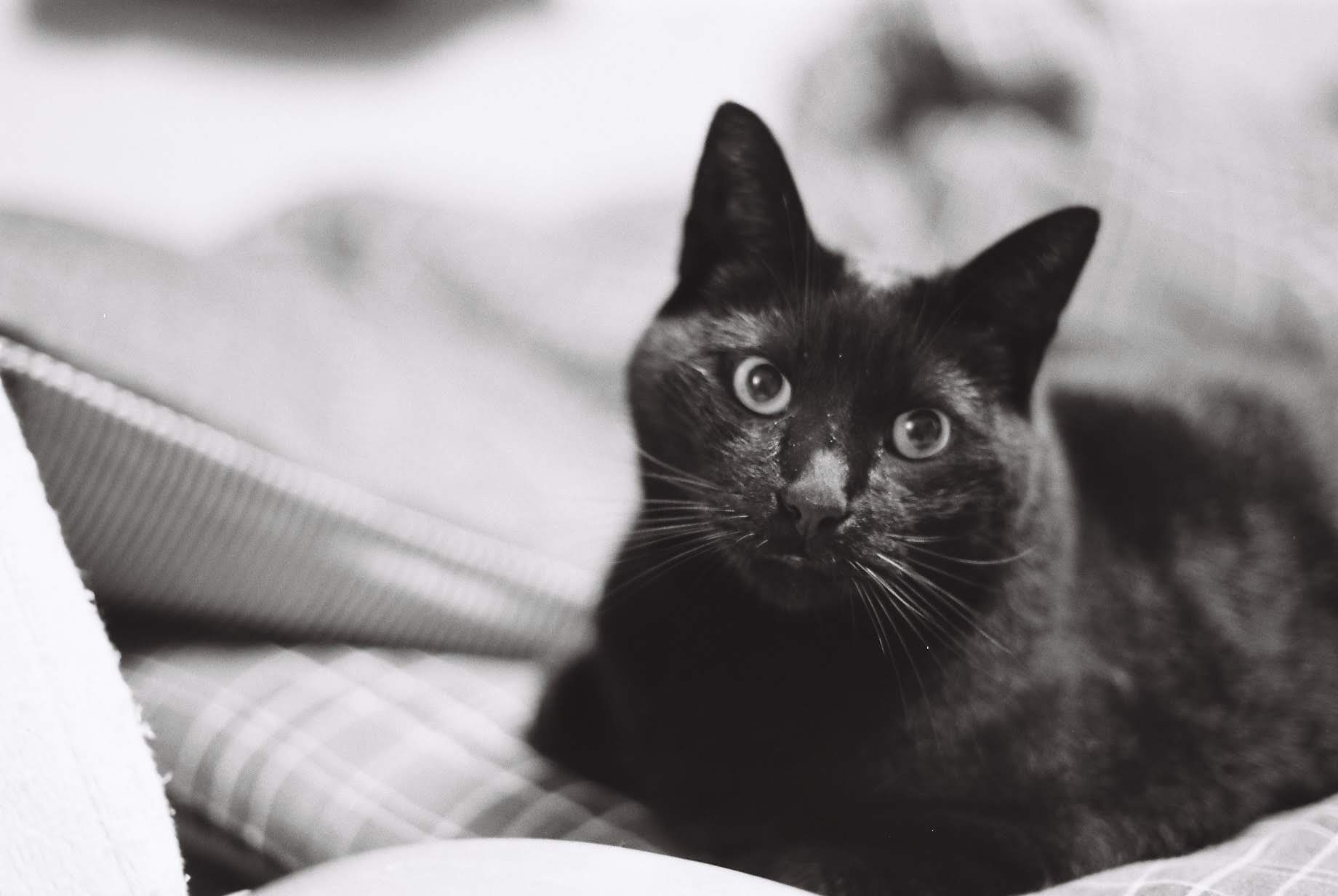 黒猫を見たら幸運の前兆